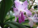 Neostylis Lou Sneary Blue Horizon